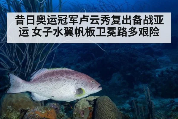 昔日奥运冠军卢云秀复出备战亚运 女子水翼帆板卫冕路多艰险